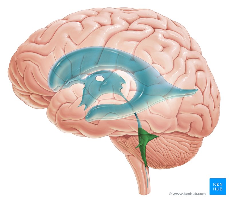 <p>a fluid-filled space in the brain located between the brainstem and the cerebellum. It receives cerebrospinal fluid (CSF) from the third ventricle, helps circulate it around the central nervous system, and connects below to the spinal cord</p>
