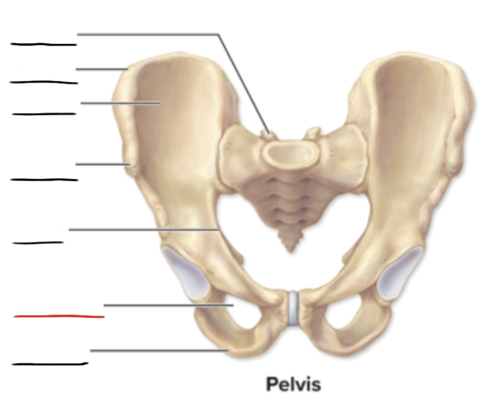 <p><strong>Anatomic Term</strong></p><p>Description</p><p>(General Structure)</p>