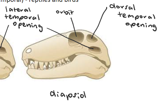 <p>skull with two post-orbital openings, the lateral temporal and dorsal temporal, found in aves and reptiles (sauropsids) </p>
