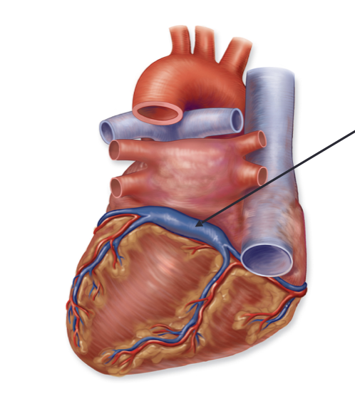<p>Label this vein of the coronary circulation, where does it drain and what drains into them?</p>