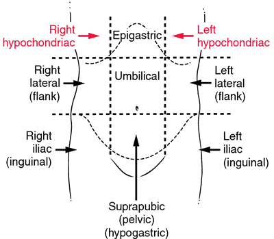 <p>The area of the abdomen located below the ribs on the right side, containing organs such as the liver and gallbladder. It is one of the nine regions used in abdominal mapping. </p>