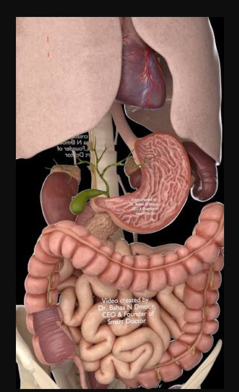 <p>what structure is in the stomach</p>