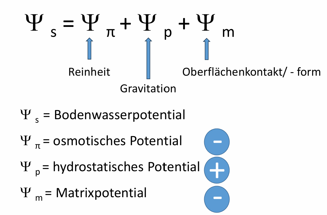 <p></p><ul><li><p>Wasserpotential (MPa) ist Kraft, die aufgewendet werden muss, um Wasser in den Zustand freien Wassers zu überführen</p></li><li><p>Freies Wasser hat Wasserpotential von Null (rein, kein Kontakt zu Oberflächen, Wasseroberfläche ist eben, Zimmertemperatur, Standardluftdruck, Höhe über dem Meeresspiegel)</p></li><li><p>Wasser bewegt sich immer zum negativeren (niedrigeren) Wasserpotential</p></li></ul><p></p>