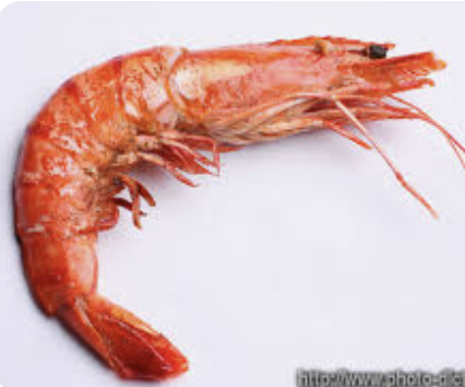 <p><span>a small, long-tailed, ten-legged marine</span></p>