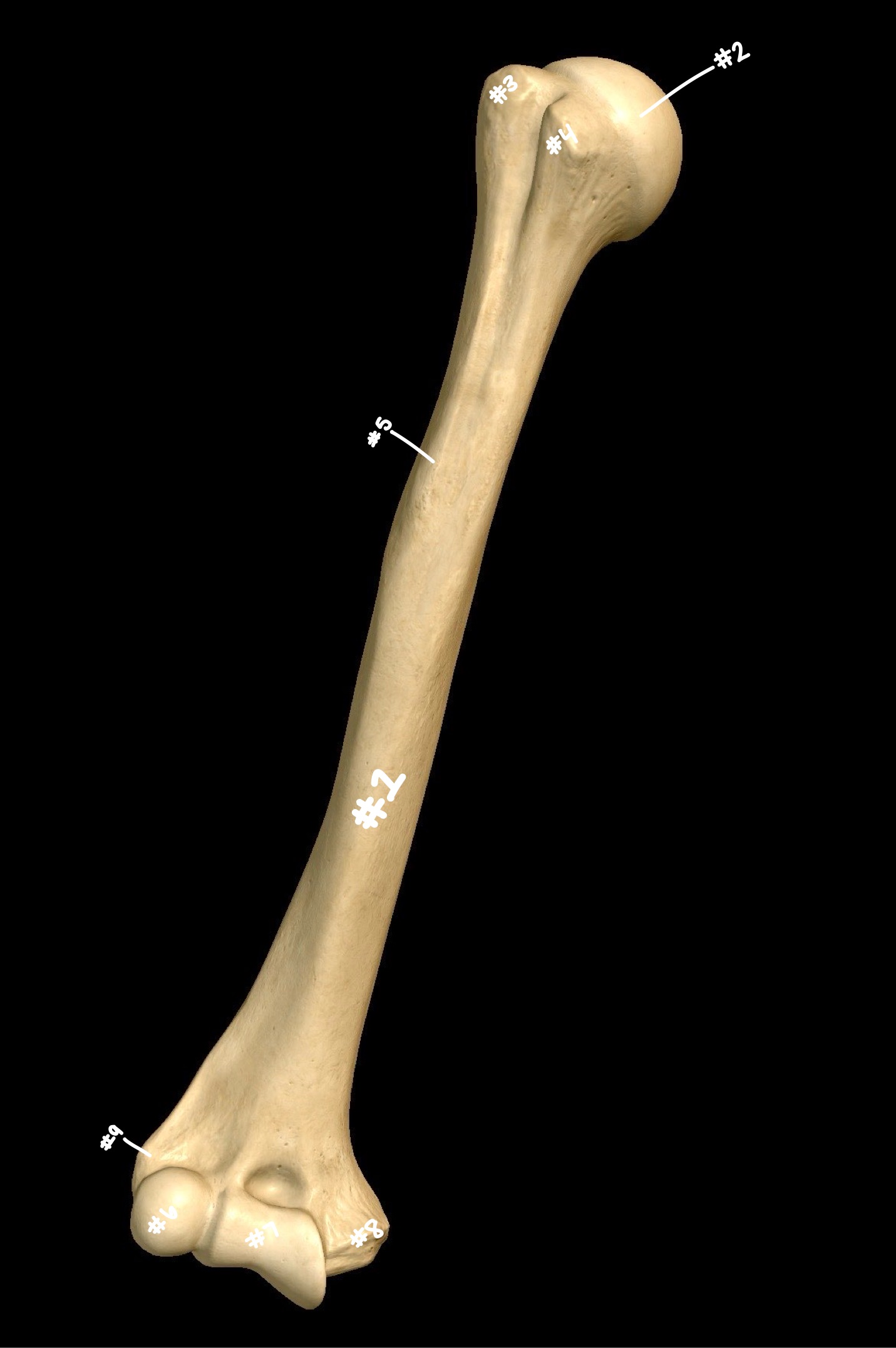 <p>what part of the bone is labeled #2</p>