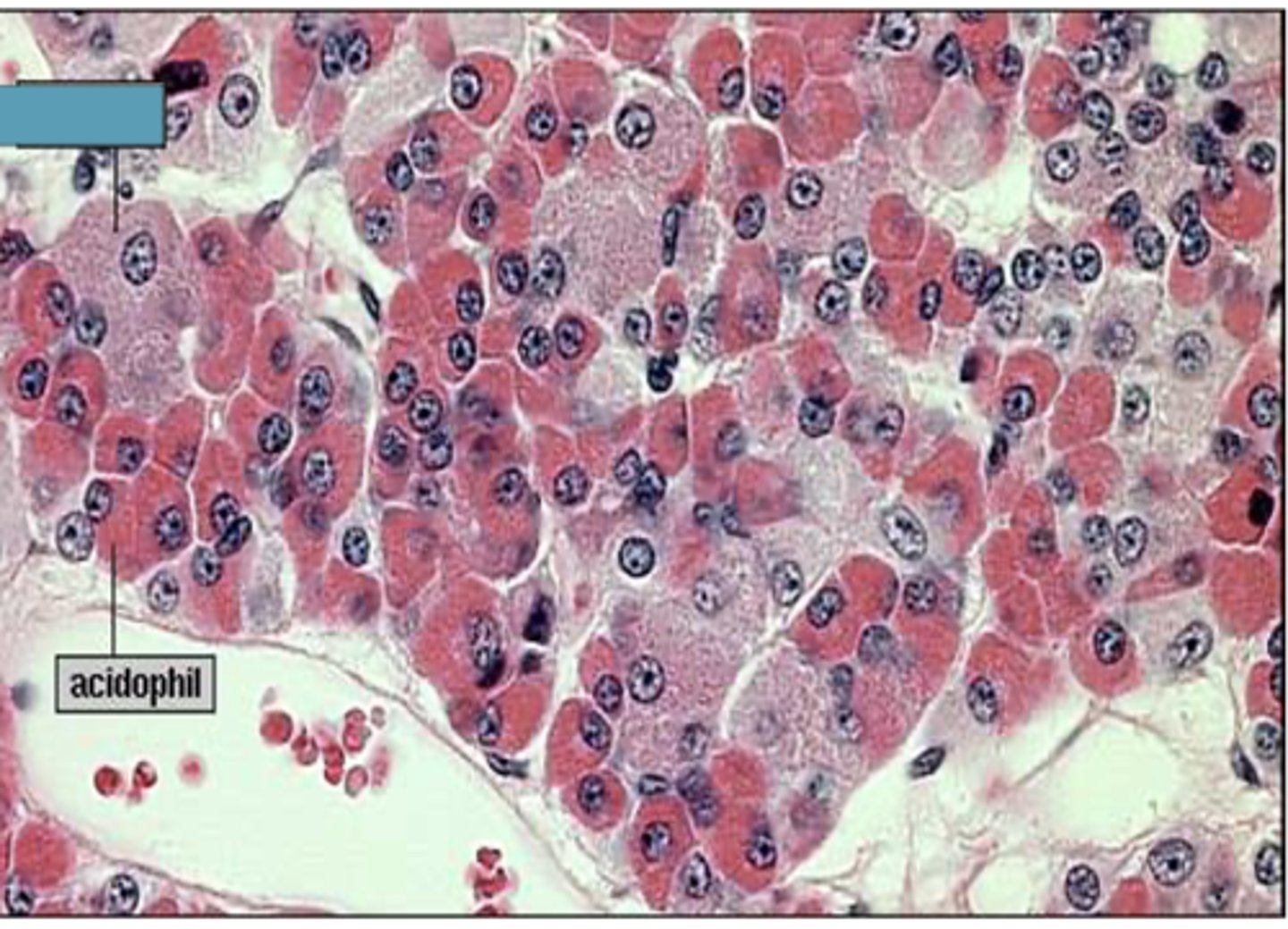 <p>Identify the cell</p>