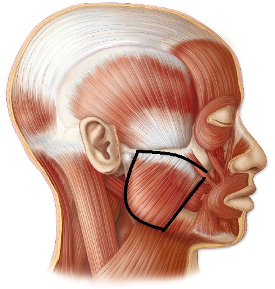 <p>Action - Elevates mandible</p><p>Origin - maxilla &amp; zygomatic arch</p><p>Insertion - Angle (&amp; ramus) of mandible</p>