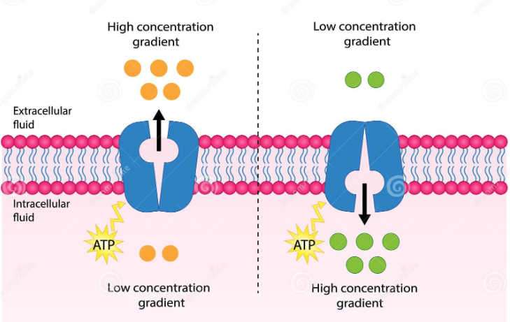 <p>Active Transport requires the use of ATP and moves things against their gradient</p><ul><li><p>Primary </p><ul><li><p>pump itself hydrolyzes ATP.   Ex: Na⁺/K⁺-ATPase</p></li></ul></li><li><p>Secondary → Antiporters, Symporters</p><ul><li><p>no direct ATP use, it borrows the gradient a primary pump already built. Sodium rushing back into the cell drags another molecule along. <u>Symporters</u> carry both in the same direction (Na⁺ plus glucose in the gut) → <u>antiporters </u>swap them in opposite directions (Na⁺ in, Ca²⁺ out)</p></li></ul></li><li><p>Vesicular —> for cargo too large for any protein: the membrane itself wraps around it</p><ul><li><p>Endocystosis → brings material in</p></li><li><p>Exocytosis → a vesicle fuses with the membrane and dumps contents out</p></li><li><p>Transcytosis → take something in one side of the cell and release it out the other, ferrying it across an entire cell layer</p></li></ul></li></ul><p></p>