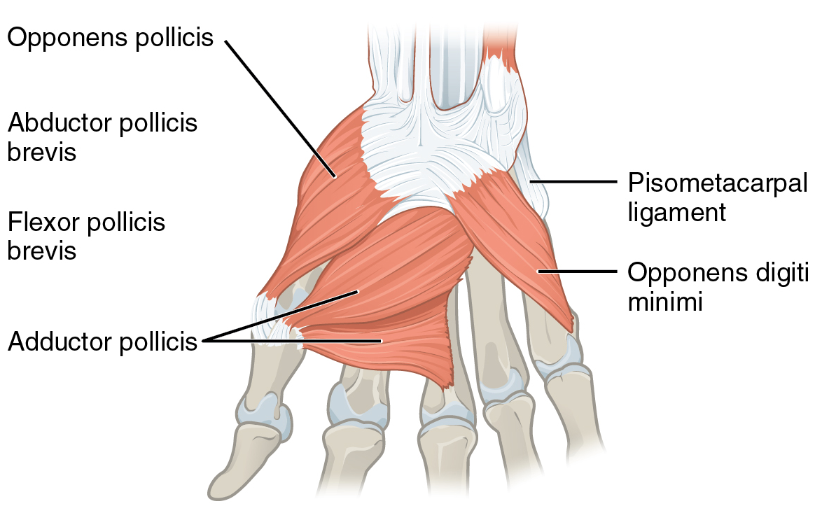 <p>Opponens Pollicis</p>