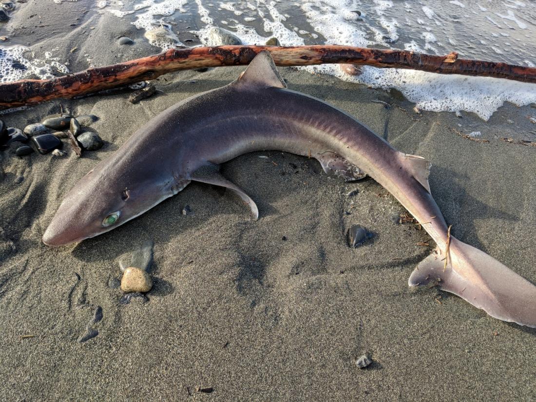 <p>dogfish</p>