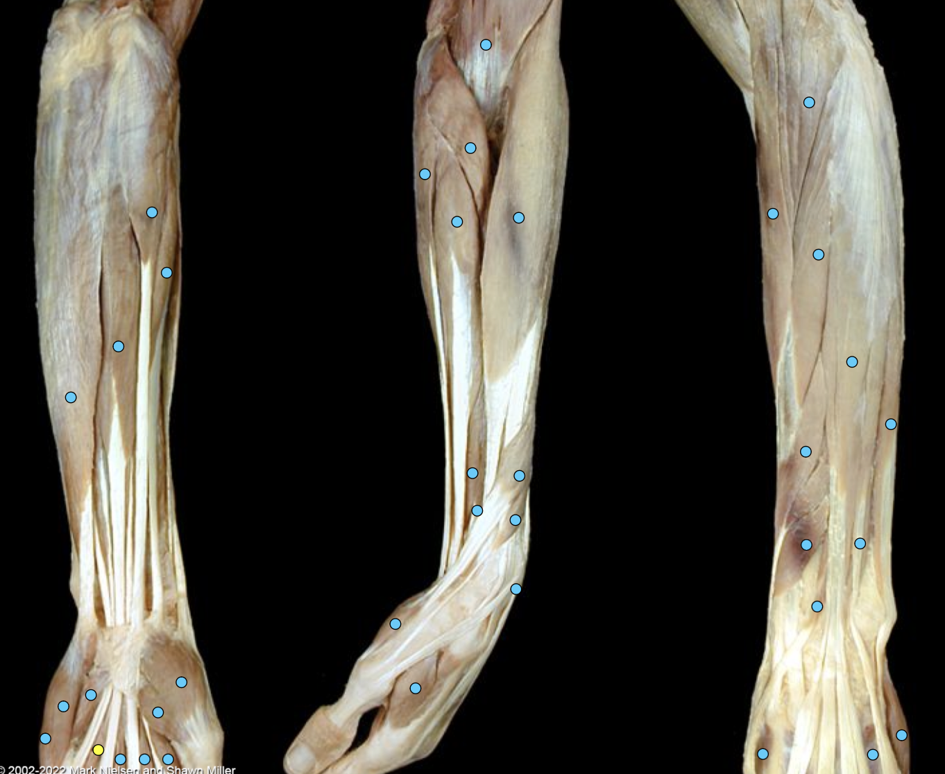 knowt flashcard image