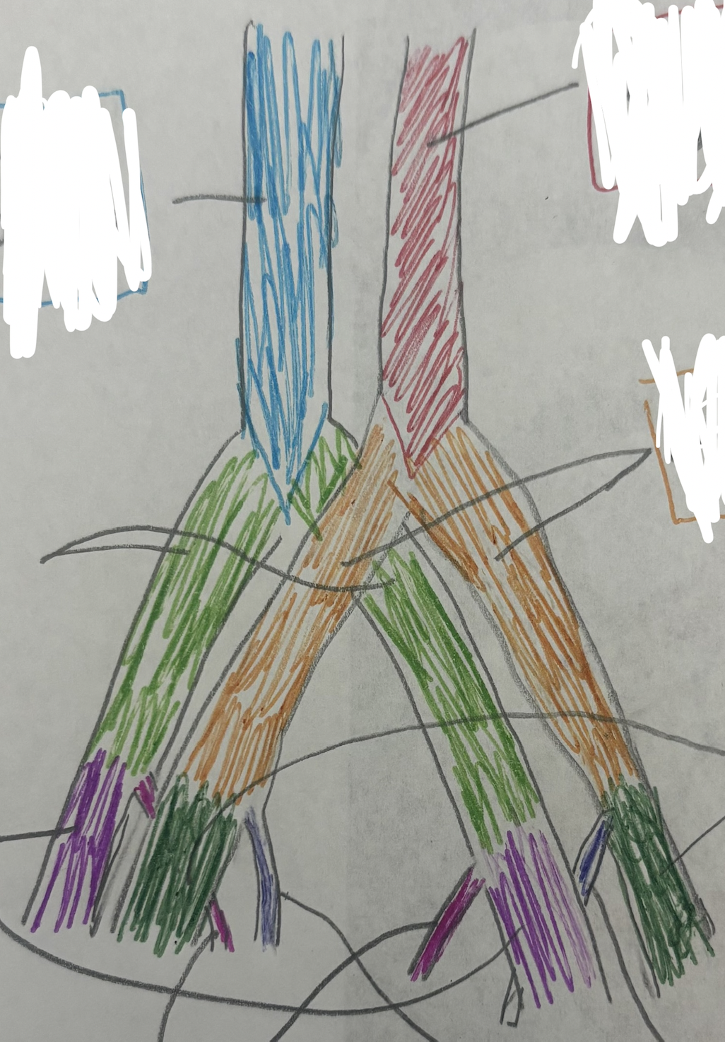 <p>dark blue (little)</p>