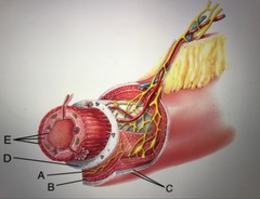 <p>mucosa</p>