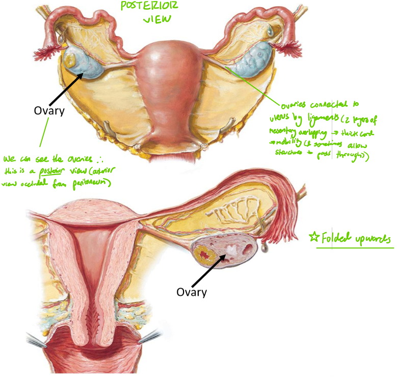 <p>Paired almond-shaped gonads located in the <strong>lateral </strong>pelvis, which are the site of <strong>oocyte production</strong> & <strong>hormone</strong> (oestrogen & progesterone) <strong>secretion</strong></p><ul><li><p>Positioned near <strong>lateral pelvic wall</strong></p></li><li><p>Connected to uterus via <strong>ligaments </strong>(mesentery) → mobility</p></li></ul><p></p>
