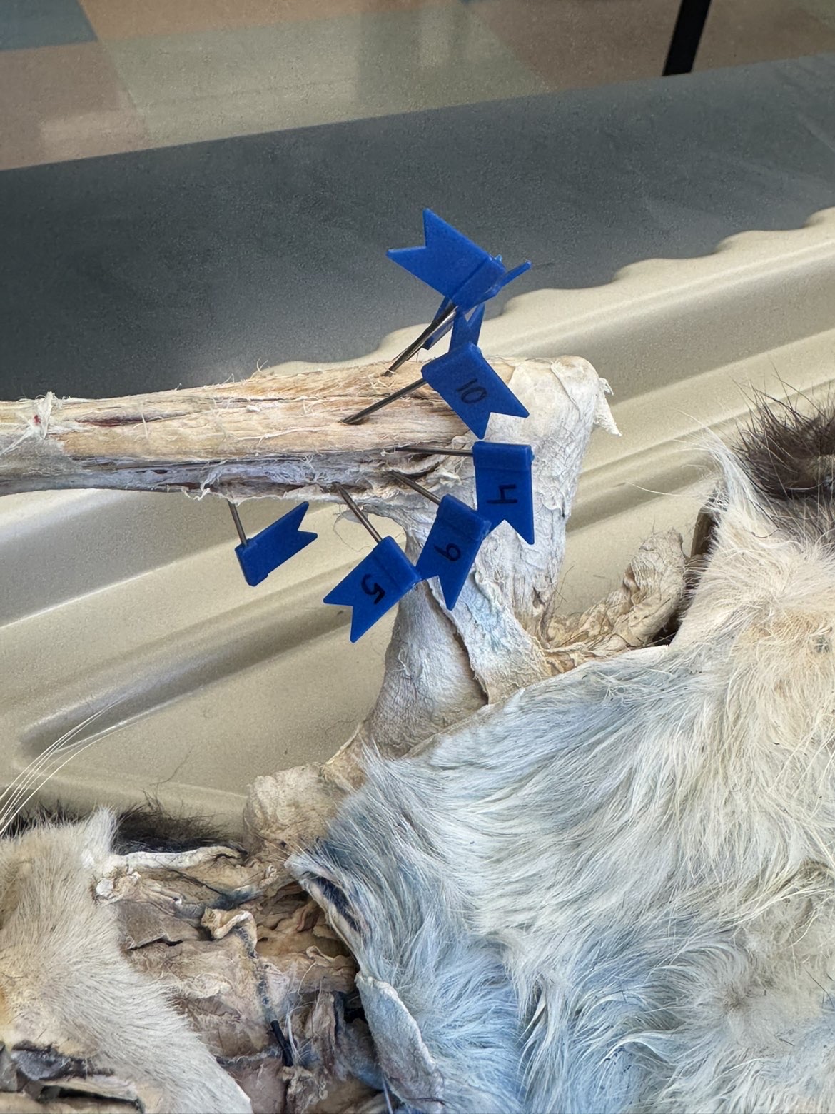 <p>Numbers: </p><p>10</p><p>4</p><p>9</p><p>5</p>