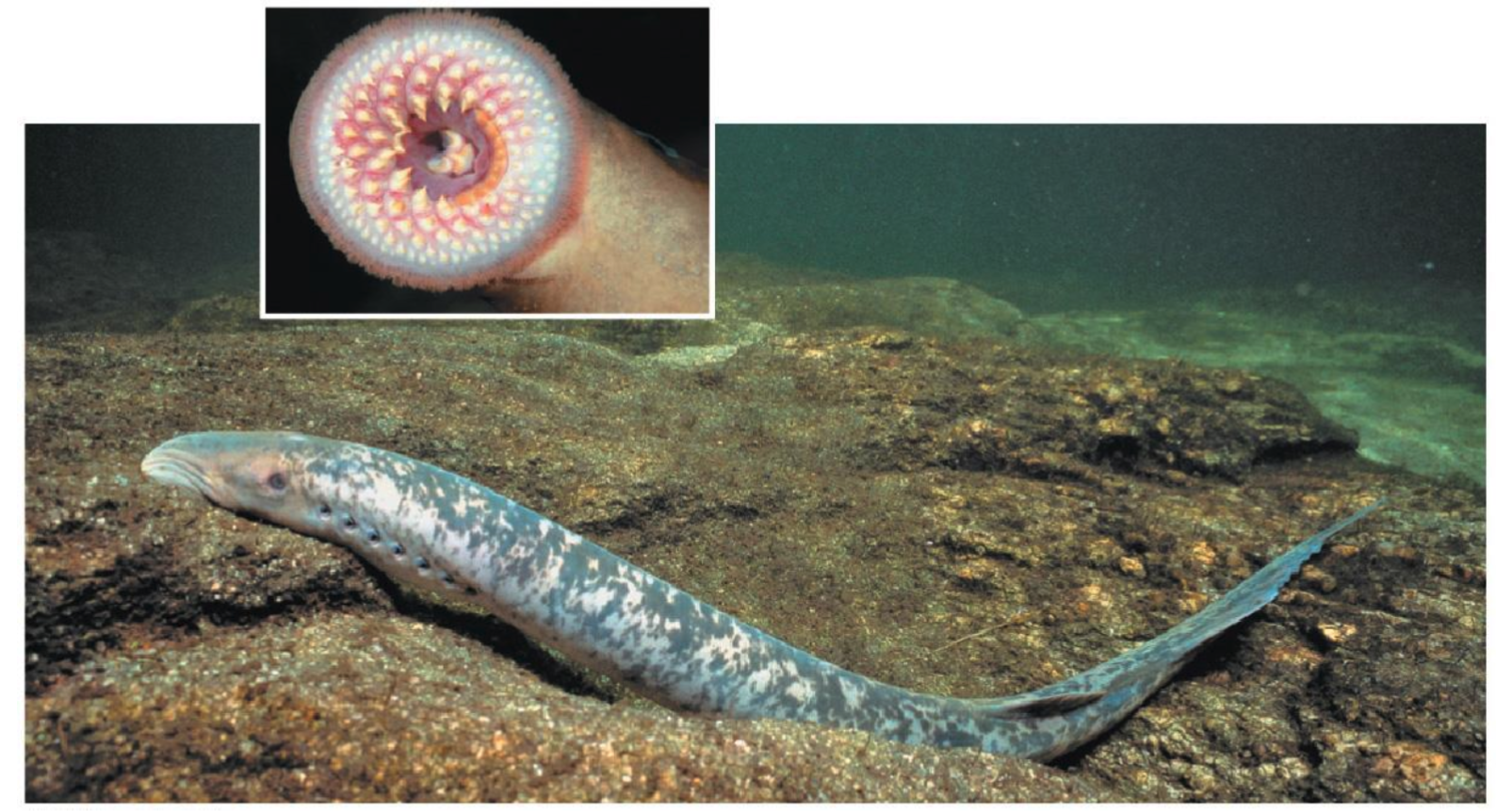 <p>Lampreys</p>