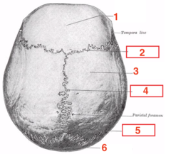 <p>What structure is 1?</p>