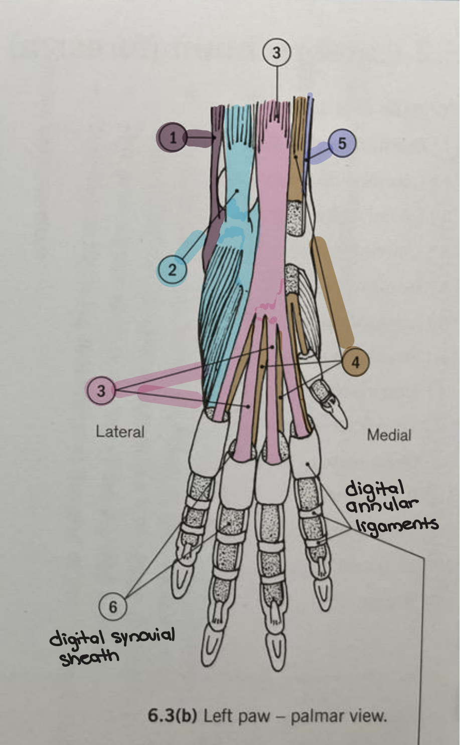 <p><strong>Forepaw Muscles &amp; Tendons (Palmar View) </strong></p><ul><li><p>Identify 2</p></li></ul><p></p>