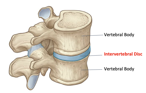 <p>Intervertebral joints</p>