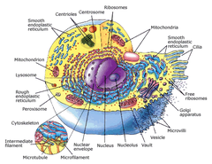 <p>examples include plant, animal, fungi, and protist cells; more complex and contain a nucleus and membrane-bound organelles</p>