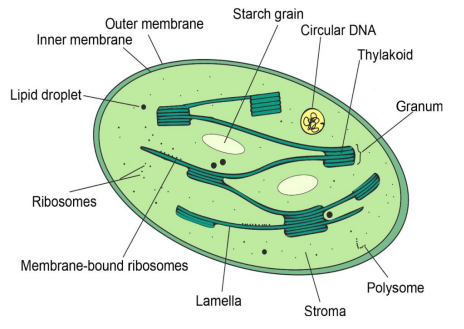<p>Chloroplast</p>