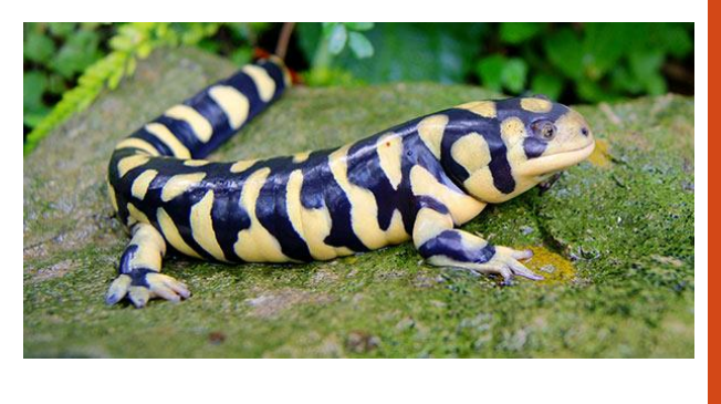 <p>name this animal</p>