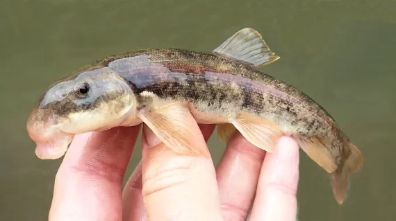 <p>Catostomidae</p><p><span>Catostomus plebeius (Rio Grande sucker)</span></p>