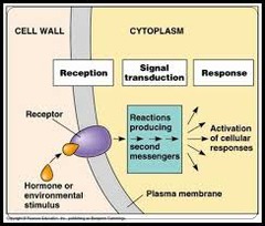 <p>- A series of molecular changes that converts a signal on a target cell's surface to a specific response inside the cell.</p>