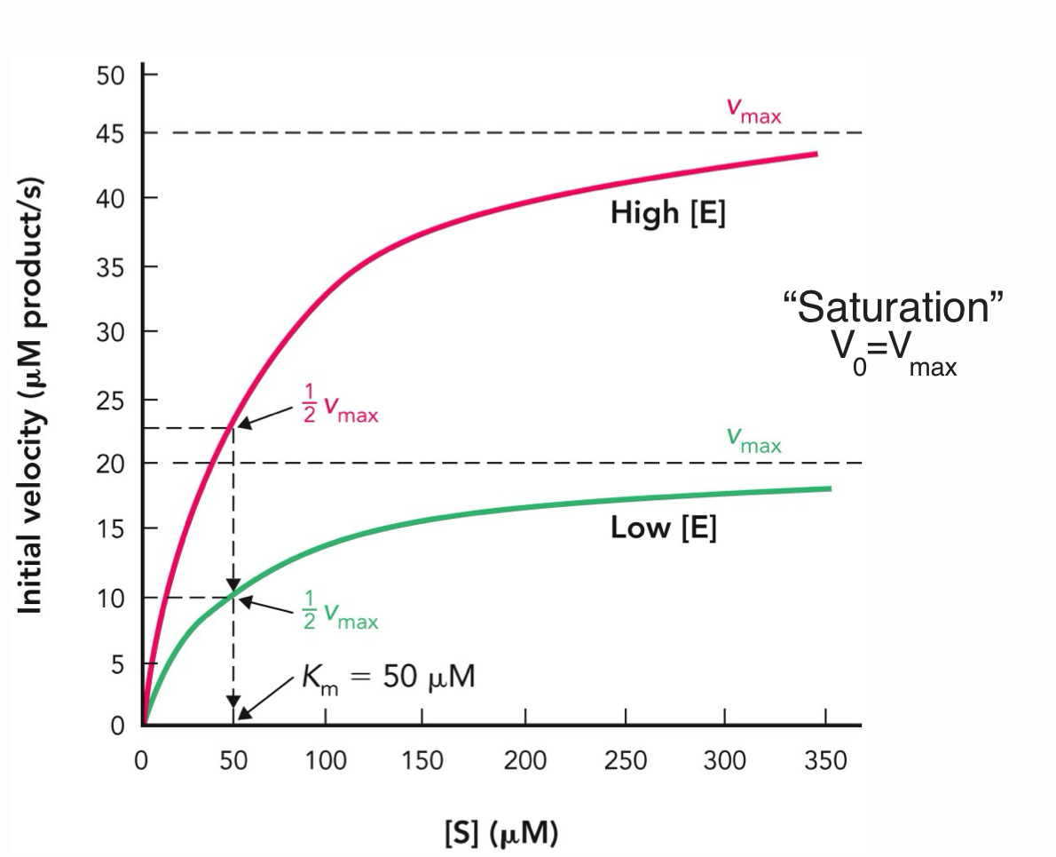 <p>Vmax and ½ Vmax depends on enzyme concentrations</p><p>Km does NOT depend on enzyme concentration when it is limiting step for the reaction</p><p>At saturation, V<sub>0</sub> = Vmax because all enzyme active sites are occupied and the reaction rate is at its maximum</p>