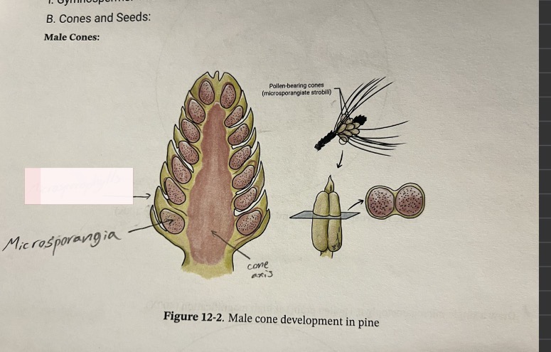 <p>What is the highligthed part</p>