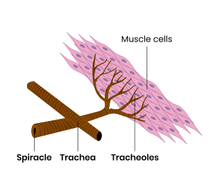 <ul><li><p class="ds-markdown-paragraph">Spiracles</p></li><li><p class="ds-markdown-paragraph">Tracheae</p></li><li><p class="ds-markdown-paragraph">Tracheoles</p></li></ul><p></p>