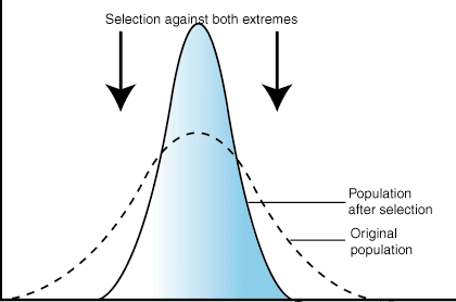 <p>Occurs in a relatively stable environment, favors intermediate variants and eliminates the extreme individuals </p>