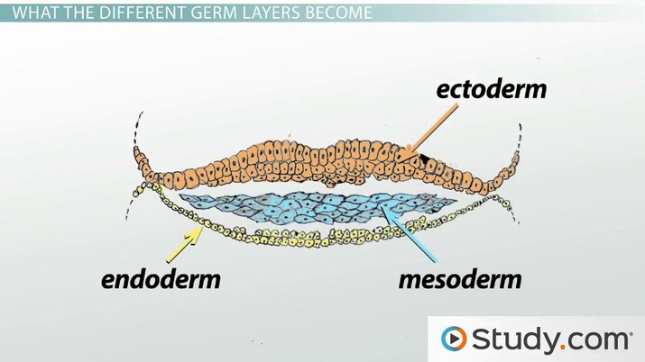 <p><strong>embryonic</strong> <strong>stem cells</strong>, iPSCs (induced pluripotent stem cells)</p><ul><li><p>any 3 germ layers </p></li></ul><p></p>