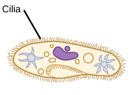 <p>C. cilia; a hairlike projections found in the lungs that are capable of movement and are instrumental in helping mobilize and secrete mucus from the respiratory tract.</p>