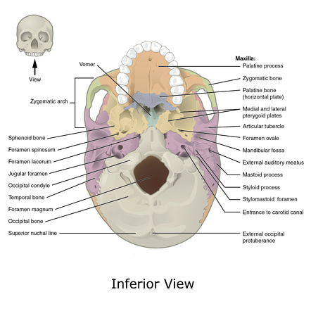 <p>Hole for carotid artery, circular, anterior to jugular foramens</p>