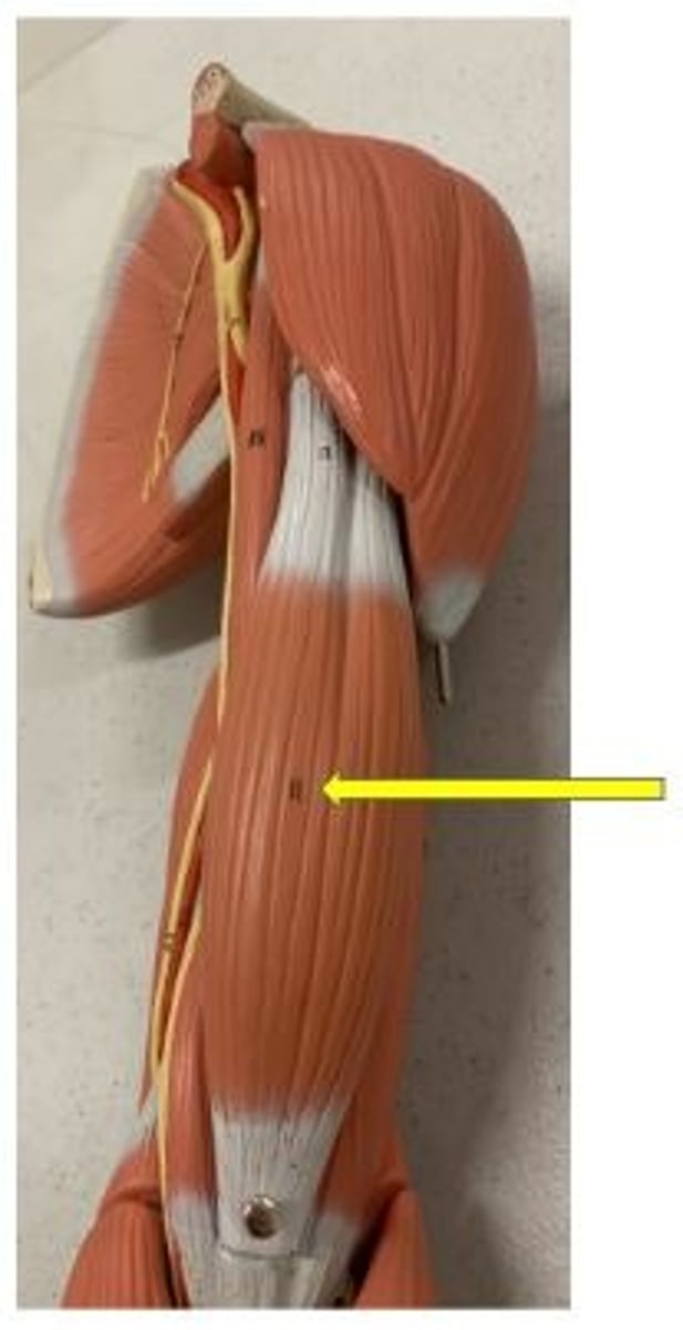 <p>flexion and supination of forearm</p>