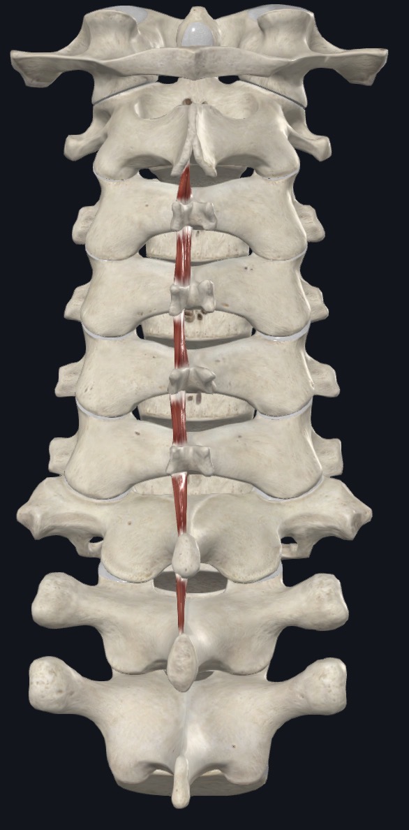 <p>Interspinales <strong>Nerve</strong> Innervation</p>