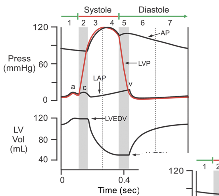 <p>Refilling of the ventricle begins</p>