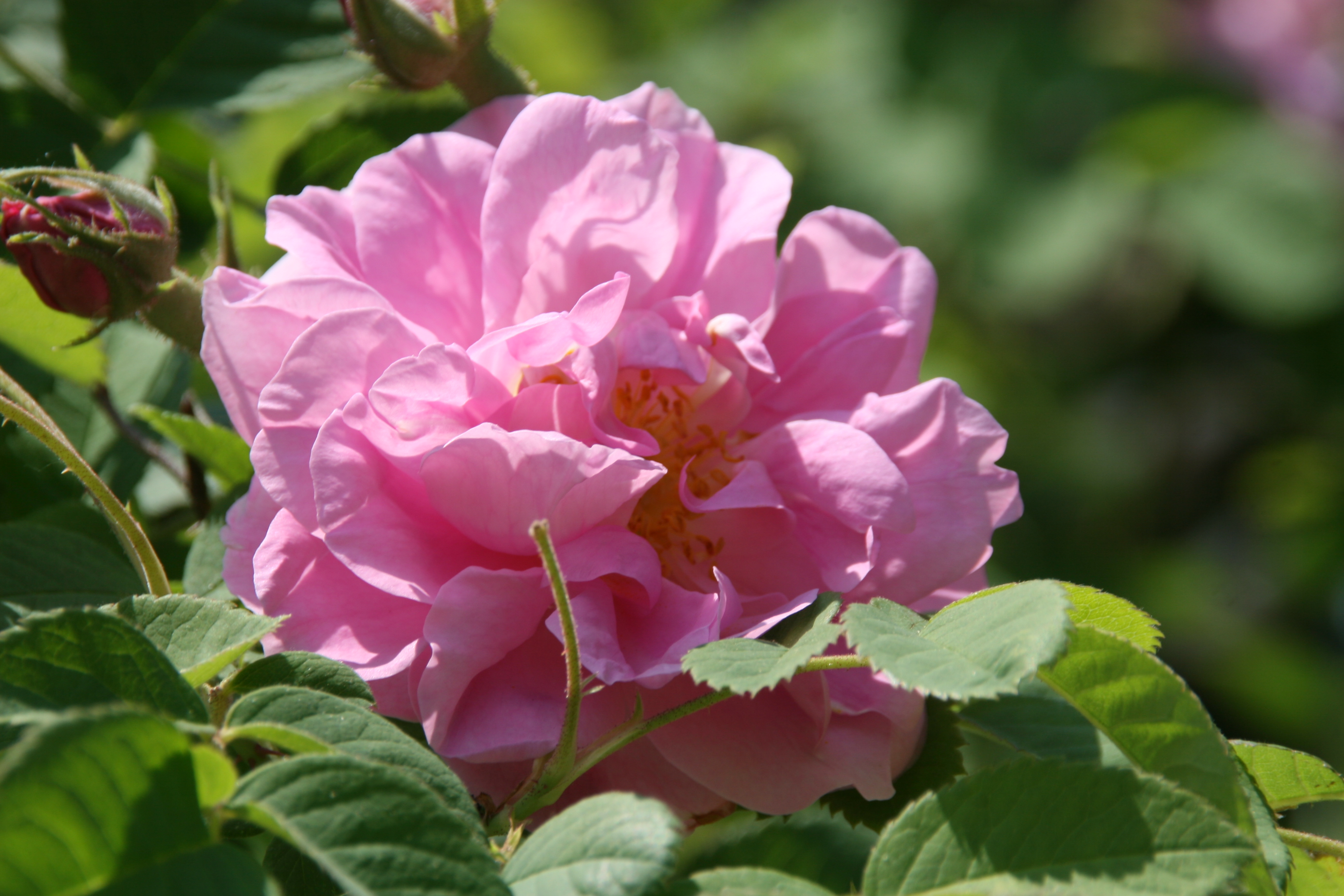 <p><strong>Common name</strong>: Damask rose (<em>damascena</em> sp.; shown in image), Cabbage rose (<em>centifolia</em> sp.); rose oil</p><p><strong>Part used</strong>: Petals</p><p><strong>Uses</strong>: Stress; antiseptic, antispasmodic, and astringent</p><p><strong>Constituents</strong>: Linalool, citronellol, nerol, geraniol <strong>(monoterpenes)</strong></p>