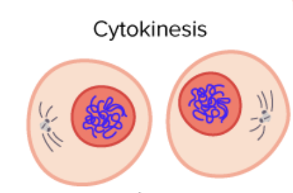 <p>Cytokinesis</p>