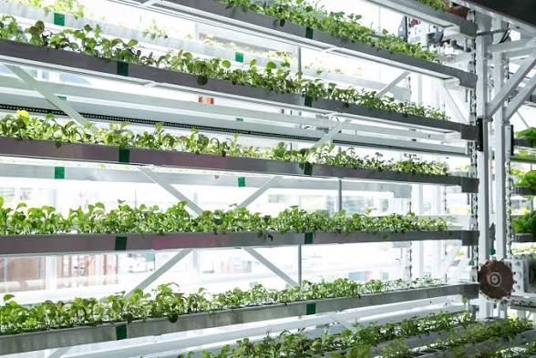 <p>Food Deserts</p>