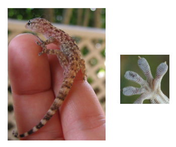 <p>The feet of this gecko is modified for _______.</p>