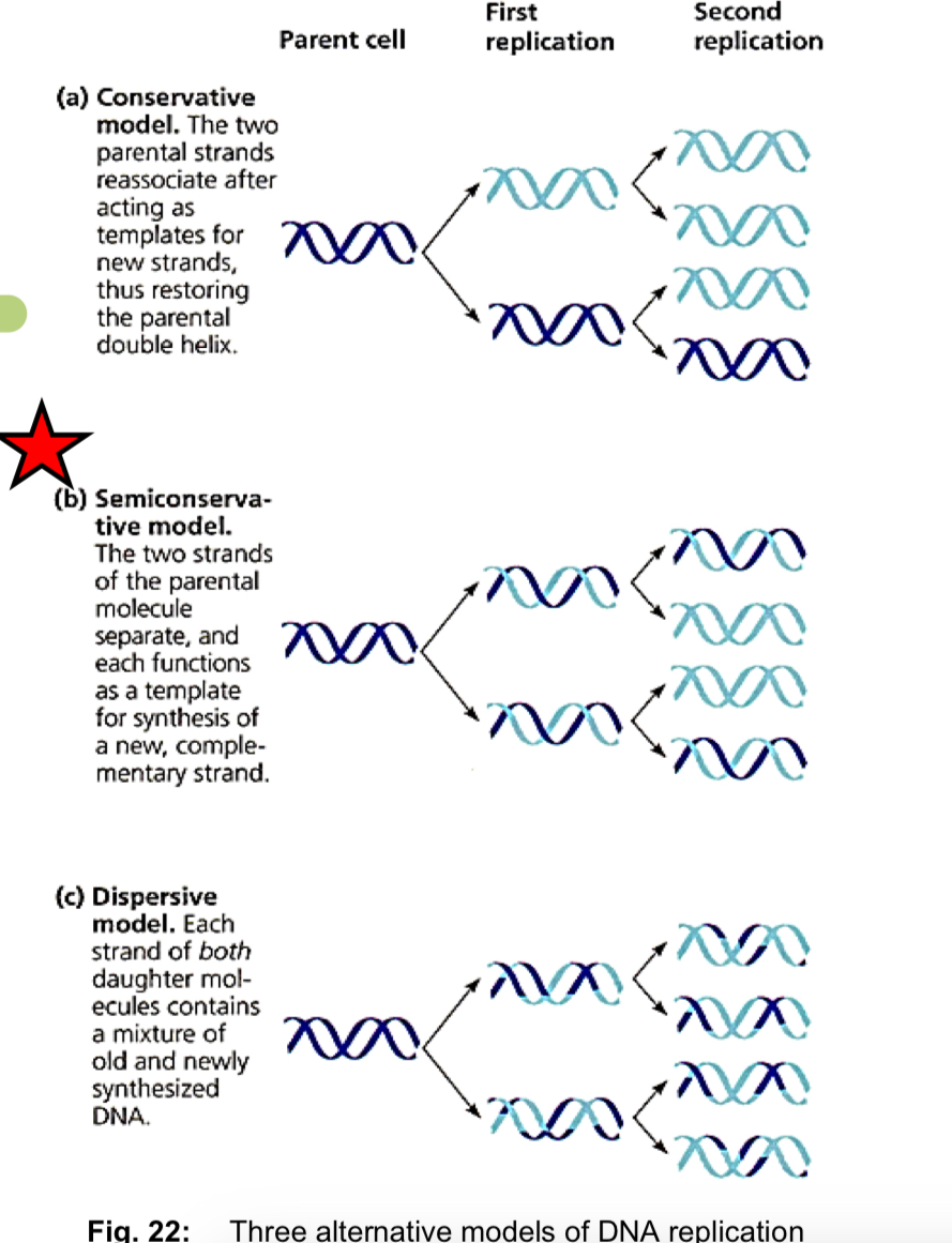 <ul><li><p>*Semi-conservative model </p></li></ul><ol><li><p>the two DNA strands <strong>unwind and separate </strong>from each other, <strong>hydrogen bonds </strong>btw CBP are <u>broken</u> </p></li><li><p>each <strong>DNA strand</strong> then acts as a <strong>template</strong> for the assembly of a <strong>complementary</strong> strand </p></li><li><p>nucleotides line up singly along the template DNA strand according to CBP </p></li><li><p><strong>DNA polymerases</strong> <strong>join the nucleotides together </strong>at their sugar-phosphate moieties </p></li><li><p>upon completion of DNA replication, <strong><u>2</u> identical daughter DNA molecules </strong>are produced from a <strong><u>single*</u></strong> <strong>parental DNA molecule </strong></p></li><li><p><strong>***</strong>each of the two daughter DNA molecules consists of <strong><mark data-color="yellow" style="background-color: yellow; color: inherit;">1 </mark><u><mark data-color="yellow" style="background-color: yellow; color: inherit;">parental</mark></u><mark data-color="yellow" style="background-color: yellow; color: inherit;"> DNA strand </mark>+ <mark data-color="blue" style="background-color: blue; color: inherit;">1 </mark><u><mark data-color="blue" style="background-color: blue; color: inherit;">newly-synthesised daughter</mark></u><mark data-color="blue" style="background-color: blue; color: inherit;"> DNA strand</mark> </strong></p></li></ol><ul><li><p>other proposed models </p></li></ul><p>—> Conservative model: parental DNA molecule emerges from replication process intact (it is conserved) and generates DNA copies consisting of entirely new molecules </p><p>—> Dispersive model: all 4 strands of DNA following replication have a mixture of old and new DNA </p><p></p><p></p>