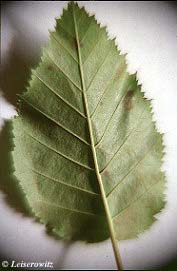 <p>Leaf margin</p>