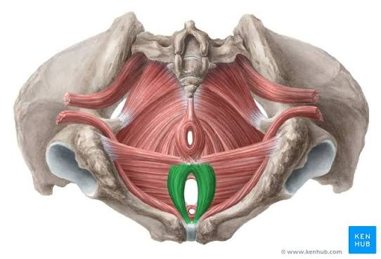 <p>What is the muscle highlighted in green</p>