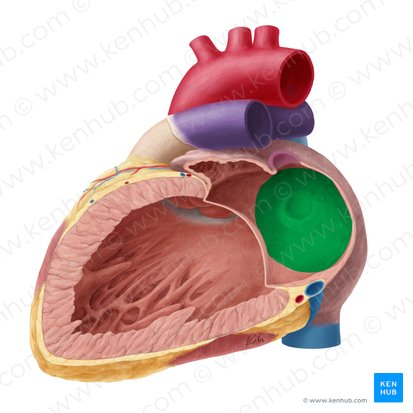 <p><span>o</span><span style="font-family: "Times New Roman"; line-height: normal; font-size: 7pt;"> </span><span style="font-family: Arial, sans-serif;">Muscular<strong> </strong>partition between the two atria</span></p><p class="MsoNormal"><span style="font-family: Arial, sans-serif;">Has the fossa ovalis (remnant of </span><span>the fetal foramen ovale)</span></p>