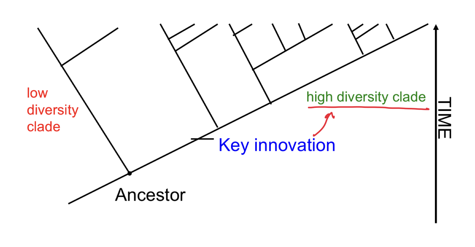 <ul><li><p>origin of a novel trait resulting in adaptive radiation </p></li><li><p>carriers of the trait can exploit new resources or sets of habitats </p></li><li><p>usually associated with rapid evolutionary diversification (e.g. adaptive radiations)</p></li></ul><p>e.g herbivory is associated with higher diversification </p>