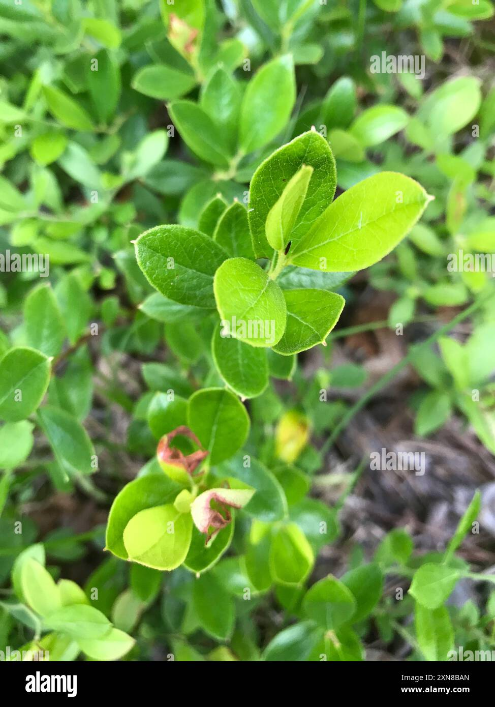 dwarf huckleberry