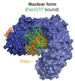 <p>-RanGTP-exportin, requires contact of both RanGTP and cargo to form full exportin complex</p><p>-occurs when RanGTP binds due to induction/stabilization "</p>