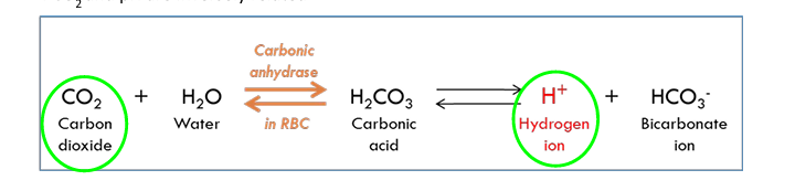 PCO2, small changes cause large changes in ventilation, decreased PCO2 depresses breathing